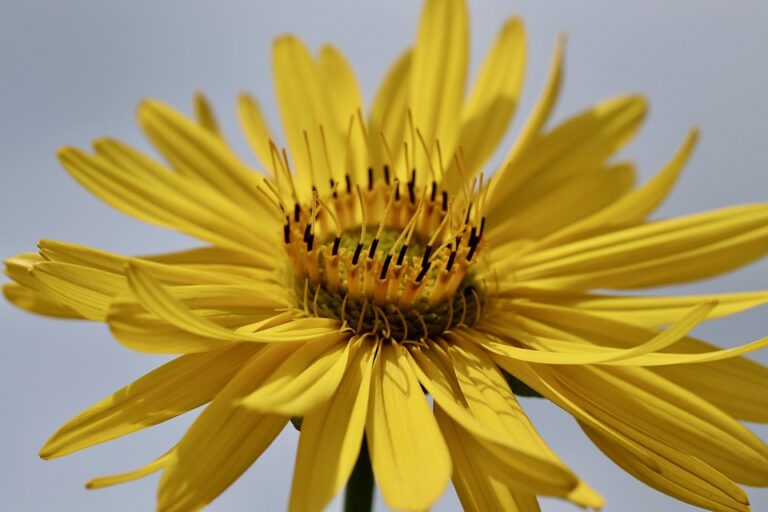 Essential Skills and Responsibilities for Plant Hire Manager: A Shortage Occupation with Visa Sponsorship Opportunities