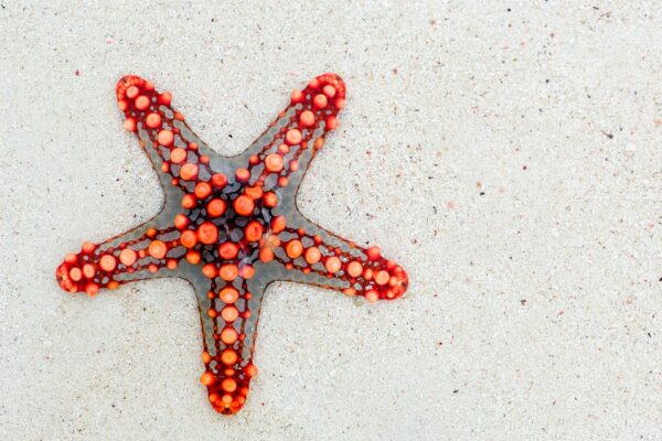 Mastering the STAR Technique: Essential Interview Tips for UK Job Seekers