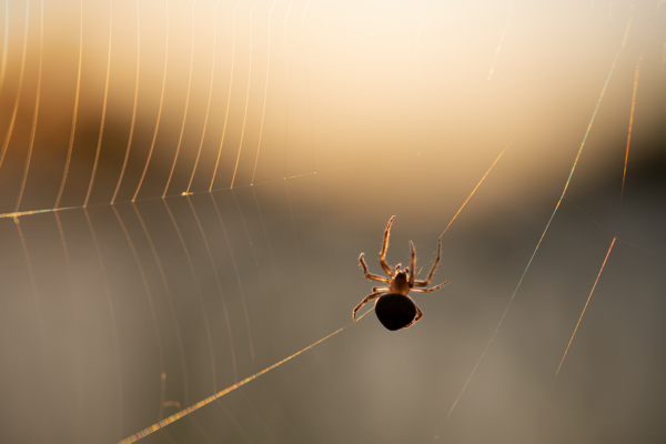 Essential Skills and Responsibilities for Web Producers: A Shortage Occupation with Promising Career Prospects Essential Skills and Responsibilities for Web Producers: A Shortage Occupation with Promising Career Prospects
