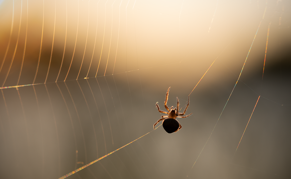 Essential Skills and Responsibilities for Web Producers: A Shortage Occupation with Promising Career Prospects
