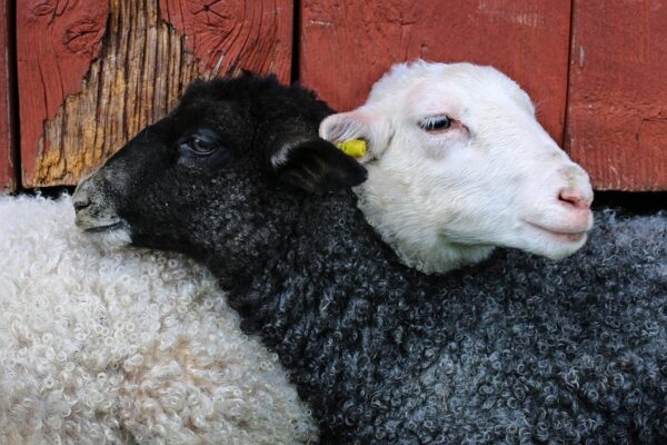 Ultimate Guide to Securing UK Job Referrals: Tips and Strategies for Success