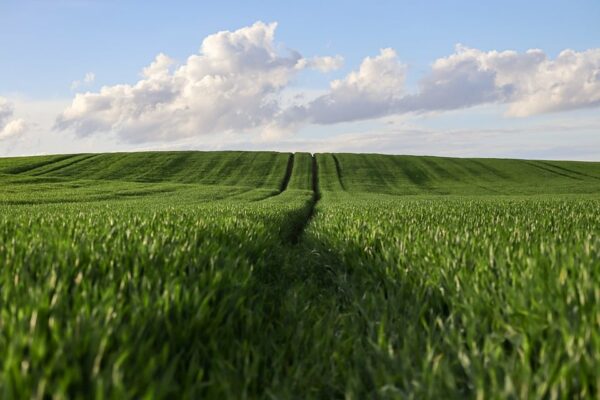 Essential Skills and Responsibilities for Land Management Adviser: A Shortage Occupation with Promising Career Prospects